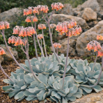 Kotyledón okrúhlolistý (Cotyledon orbiculata) ´KAROO´ - výška 10-15 cm, ⌀ 20-25 cm, kont. C5L